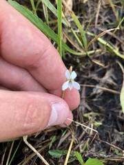 Viola vittata