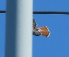 Buteo jamaicensis umbrinus