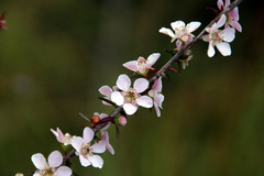Leptospermum squarrosum