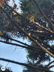 Pitangus sulphuratus