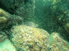 Mysidium