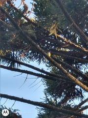 Pitangus sulphuratus