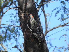 Sphyrapicus nuchalis