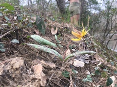 Erythronium umbilicatum