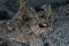 Cymbacephalus beauforti