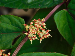 Cissus discolor