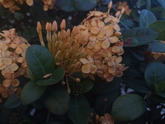 Ixora
