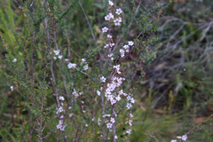 Leptospermum squarrosum