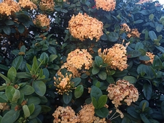 Ixora