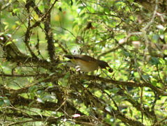 Turdus albicollis