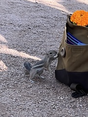 Ammospermophilus harrisii