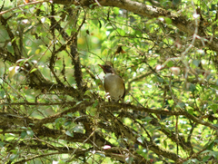 Turdus albicollis