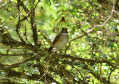 Turdus albicollis