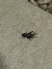 Anurogryllus arboreus