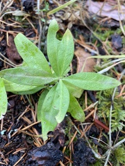 Moehringia macrophylla
