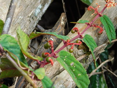 Cissus discolor