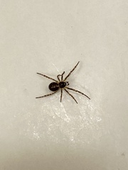 Steatoda borealis