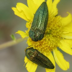 Acmaeodera resplendens