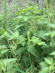 Acalypha