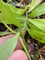Moehringia macrophylla
