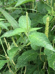 Acalypha