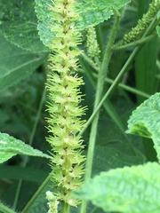 Acalypha