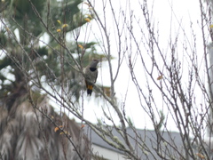 Colaptes auratus luteus × cafer