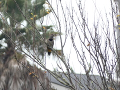 Colaptes auratus luteus × cafer