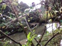 Leucauge