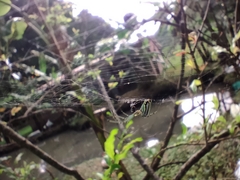 Leucauge