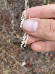 Bromus kalmii
