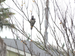 Colaptes auratus luteus × cafer