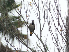 Colaptes auratus luteus × cafer