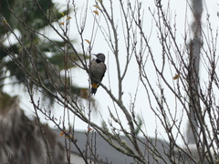 Colaptes auratus luteus × cafer