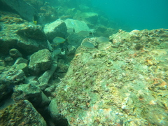 Haemulon maculicauda