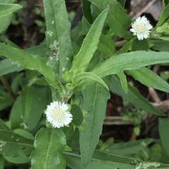 Eclipta prostrata