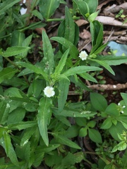 Eclipta prostrata