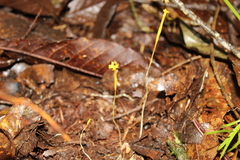 Voyria