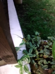 Leucauge argyrobapta