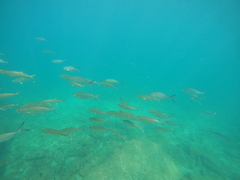 Selar crumenophthalmus