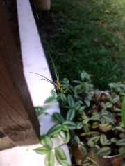 Leucauge argyrobapta