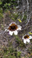 Salpiglossis sinuata