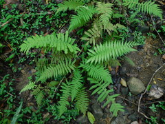 Cyatheaceae