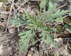 Leucospora multifida