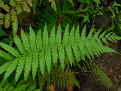 Cyatheaceae
