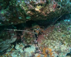 Panulirus inflatus