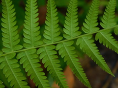 Cyatheaceae
