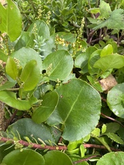 Muehlenbeckia adpressa