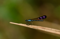 Heliocypha perforata