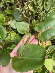 Muehlenbeckia adpressa